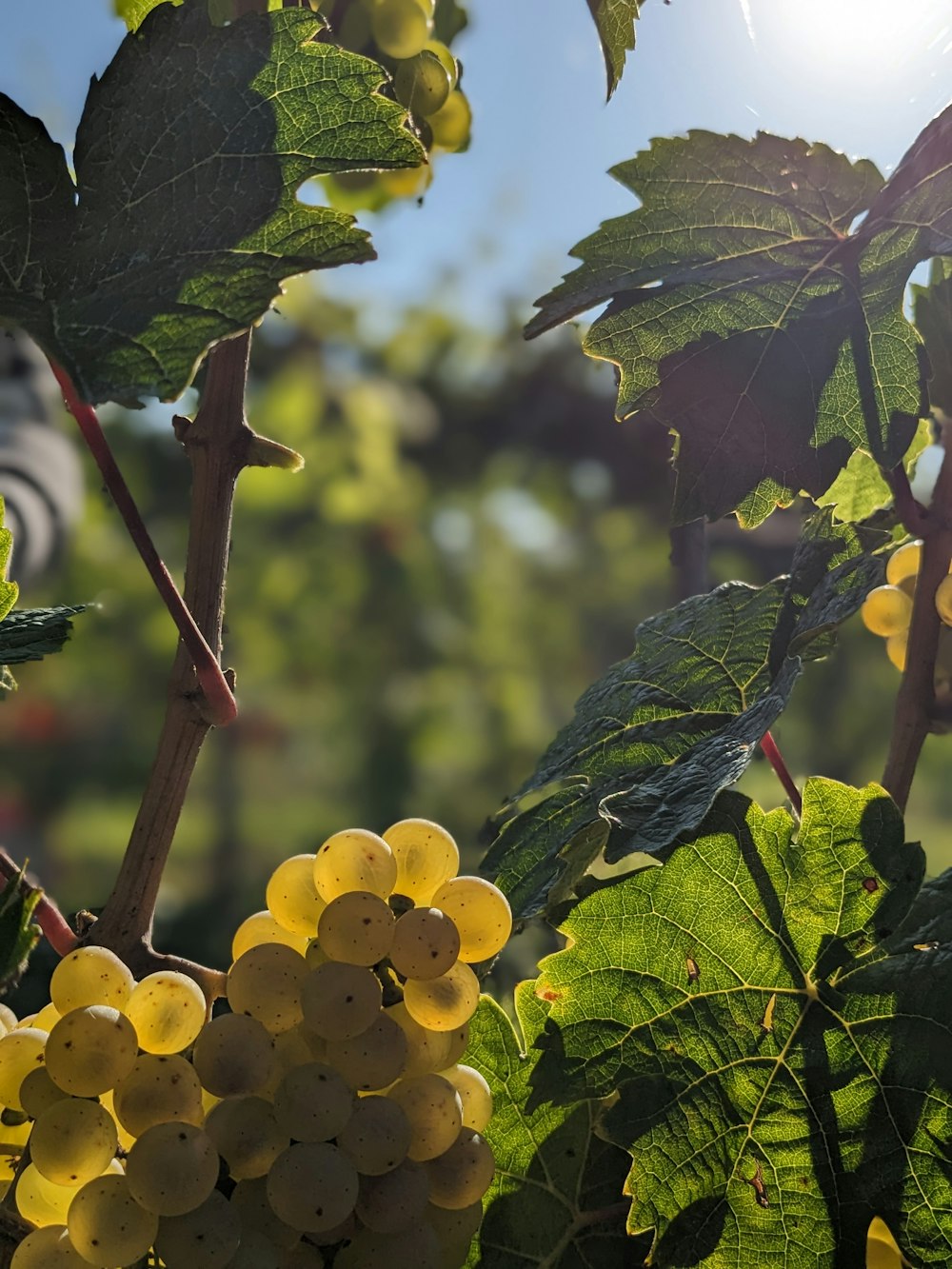 a bunch of grapes hanging from a vine