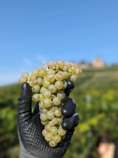 a person holding up a bunch of grapes