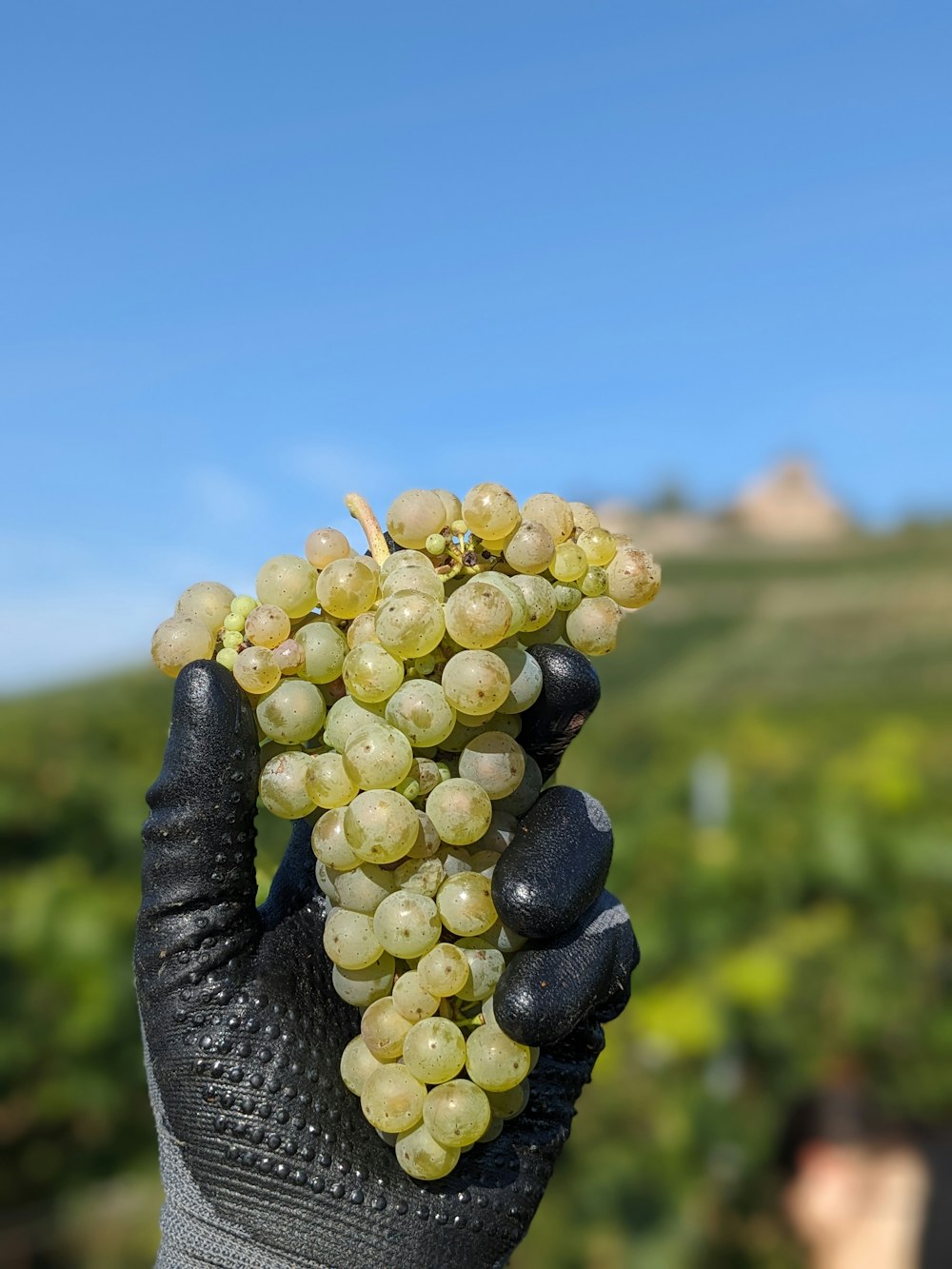 a person holding up a bunch of grapes