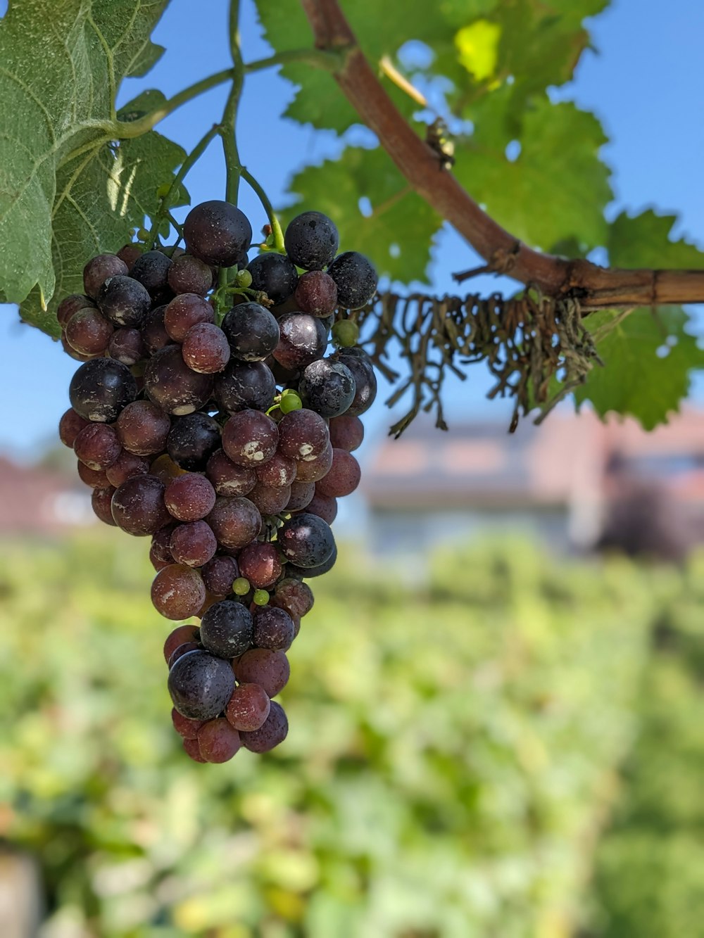 a bunch of grapes hanging from a vine