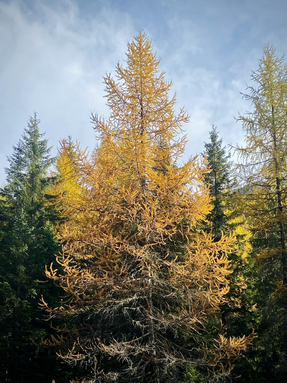 a group of trees that are next to each other