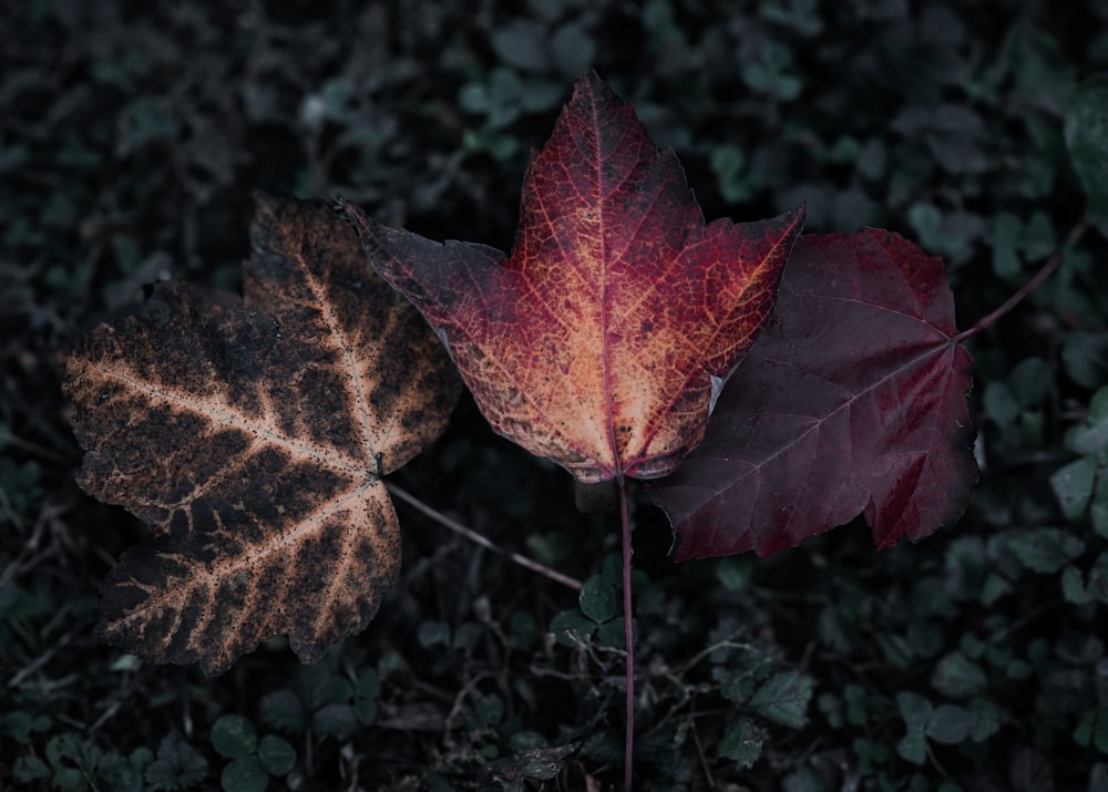 a couple of leaves that are on the ground