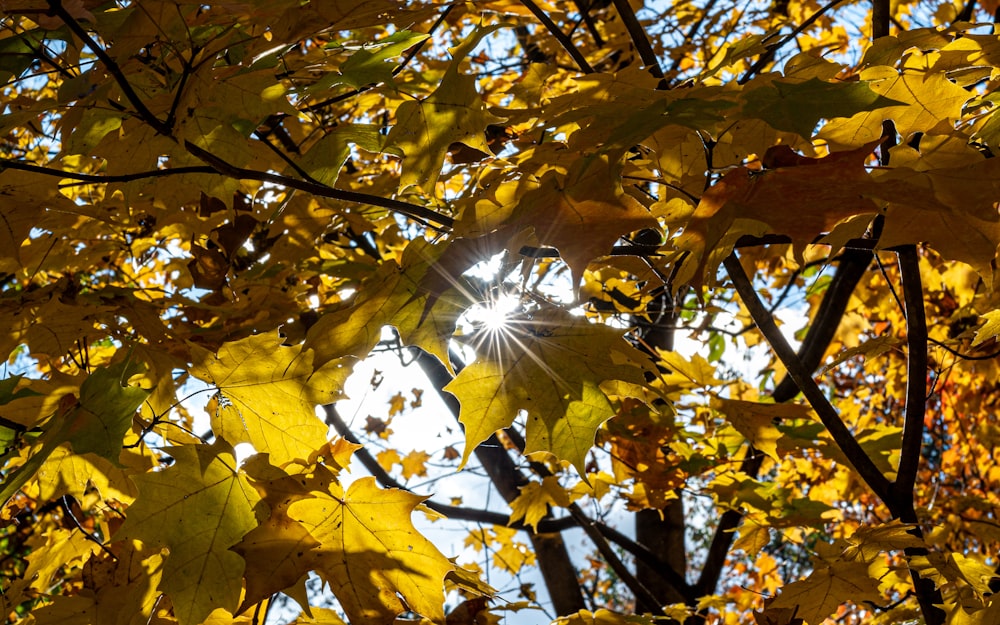 the sun shines through the leaves of a tree