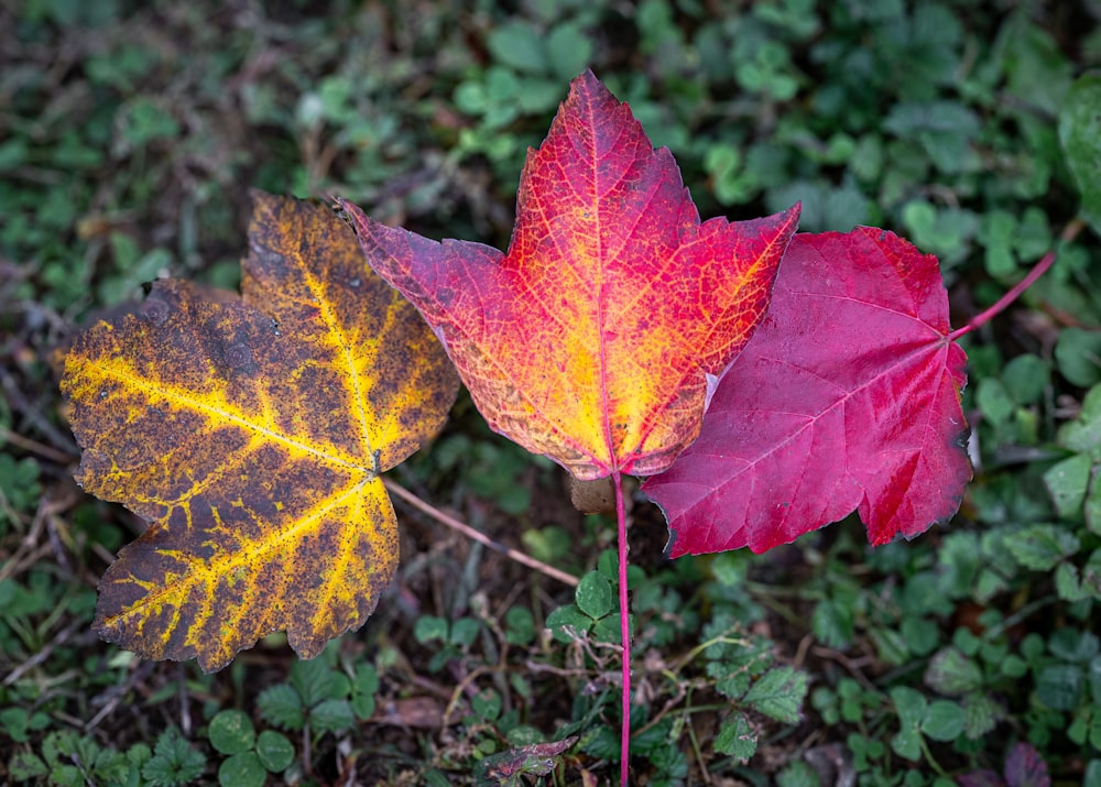 a couple of leaves that are on the ground