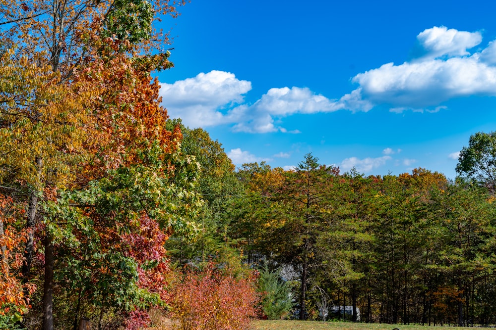 a grassy field with trees and a blue sky in the background