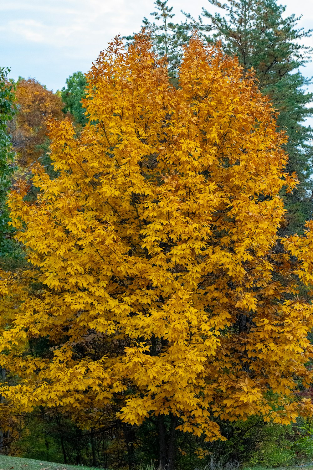 a large yellow tree in the middle of a forest