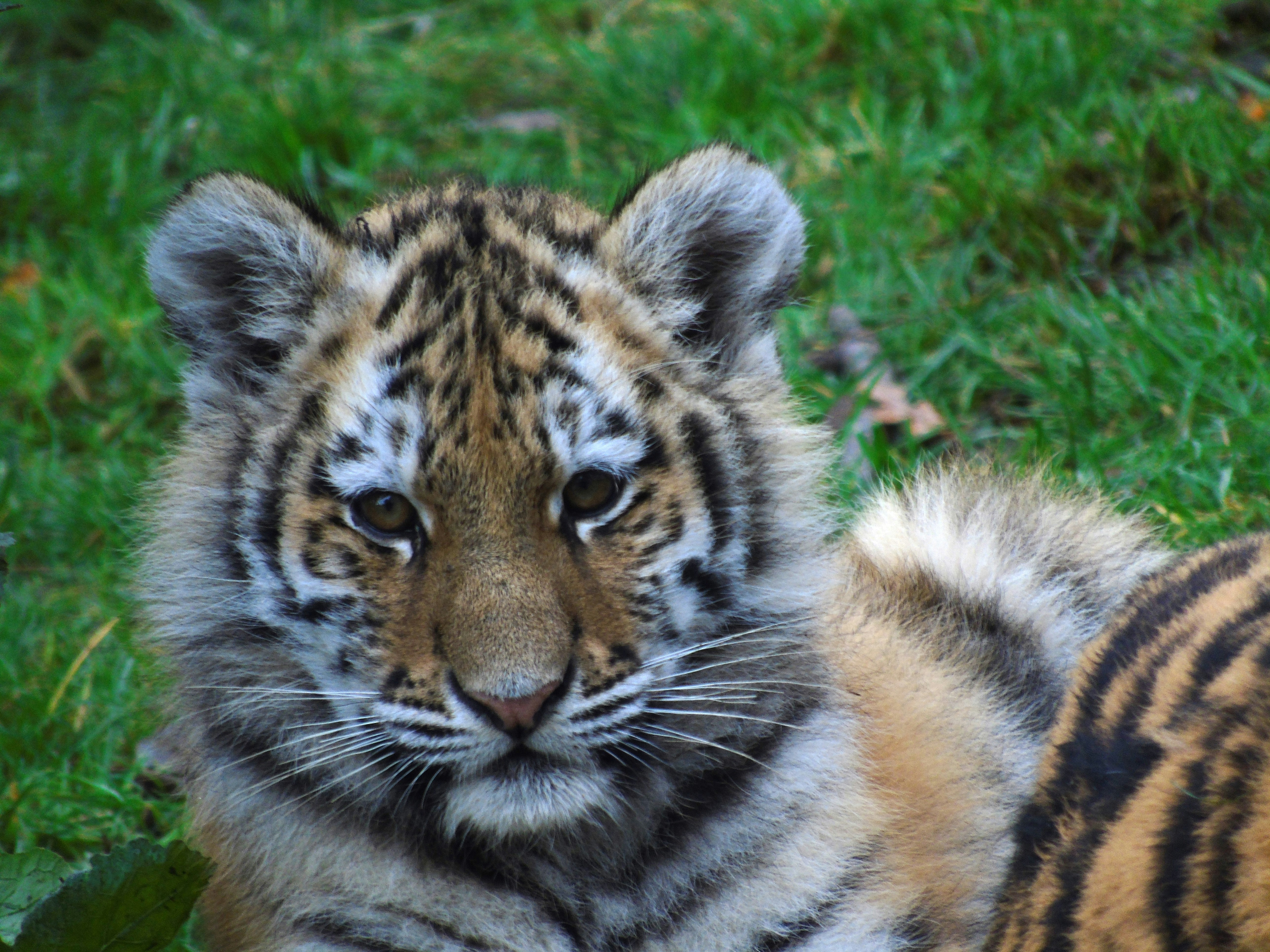 Close-up portrait of a tiger cub with striped fur resting on green grass.