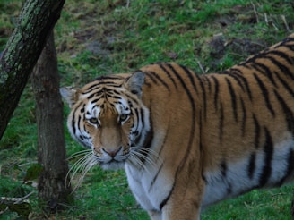 A tiger stands amidst green grass, displaying its distinctive orange coat with black stripes. Its gaze is directed forward, creating a focused and intense expression. The background consists of patches of earth and grass, with part of a tree trunk visible on the left side.