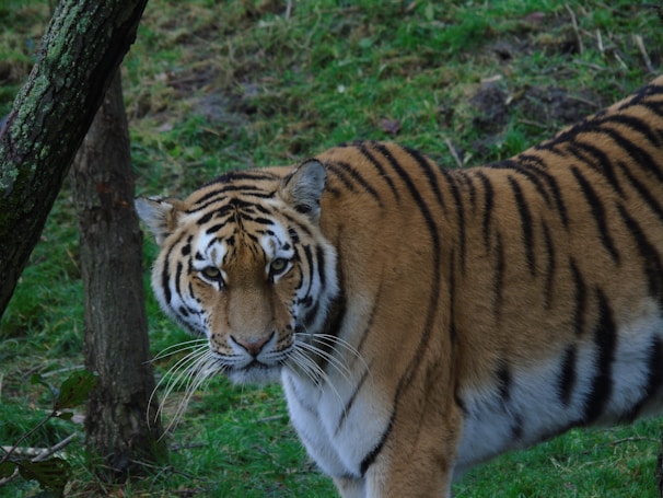 A tiger stands amidst green grass, displaying its distinctive orange coat with black stripes. Its gaze is directed forward, creating a focused and intense expression. The background consists of patches of earth and grass, with part of a tree trunk visible on the left side.