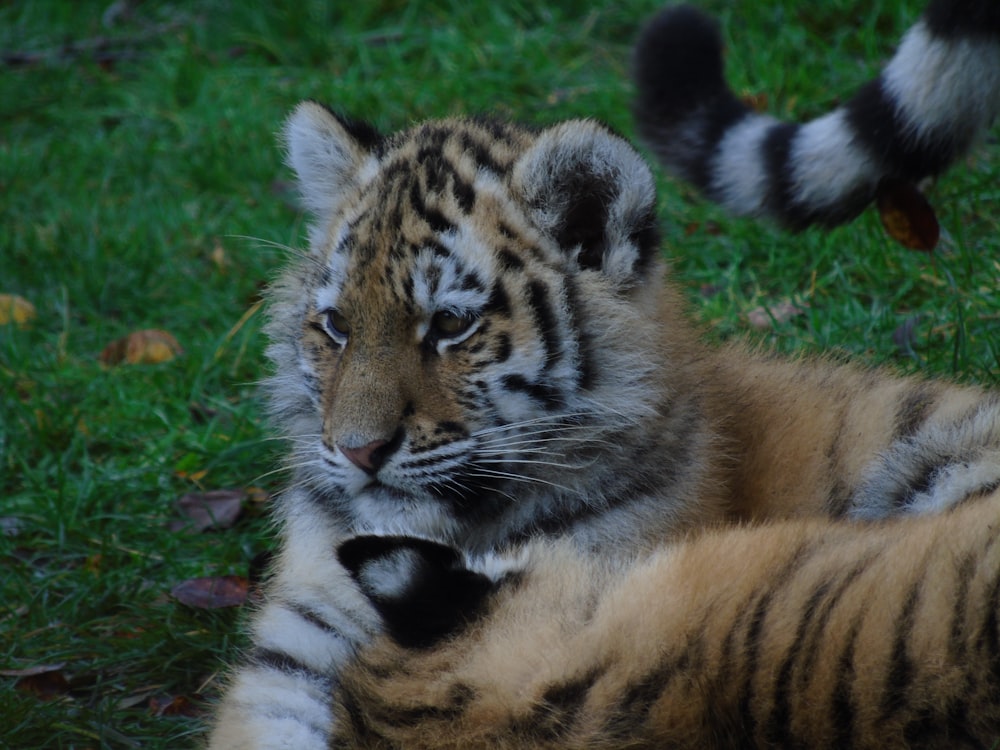 a baby tiger laying on top of a lush green field