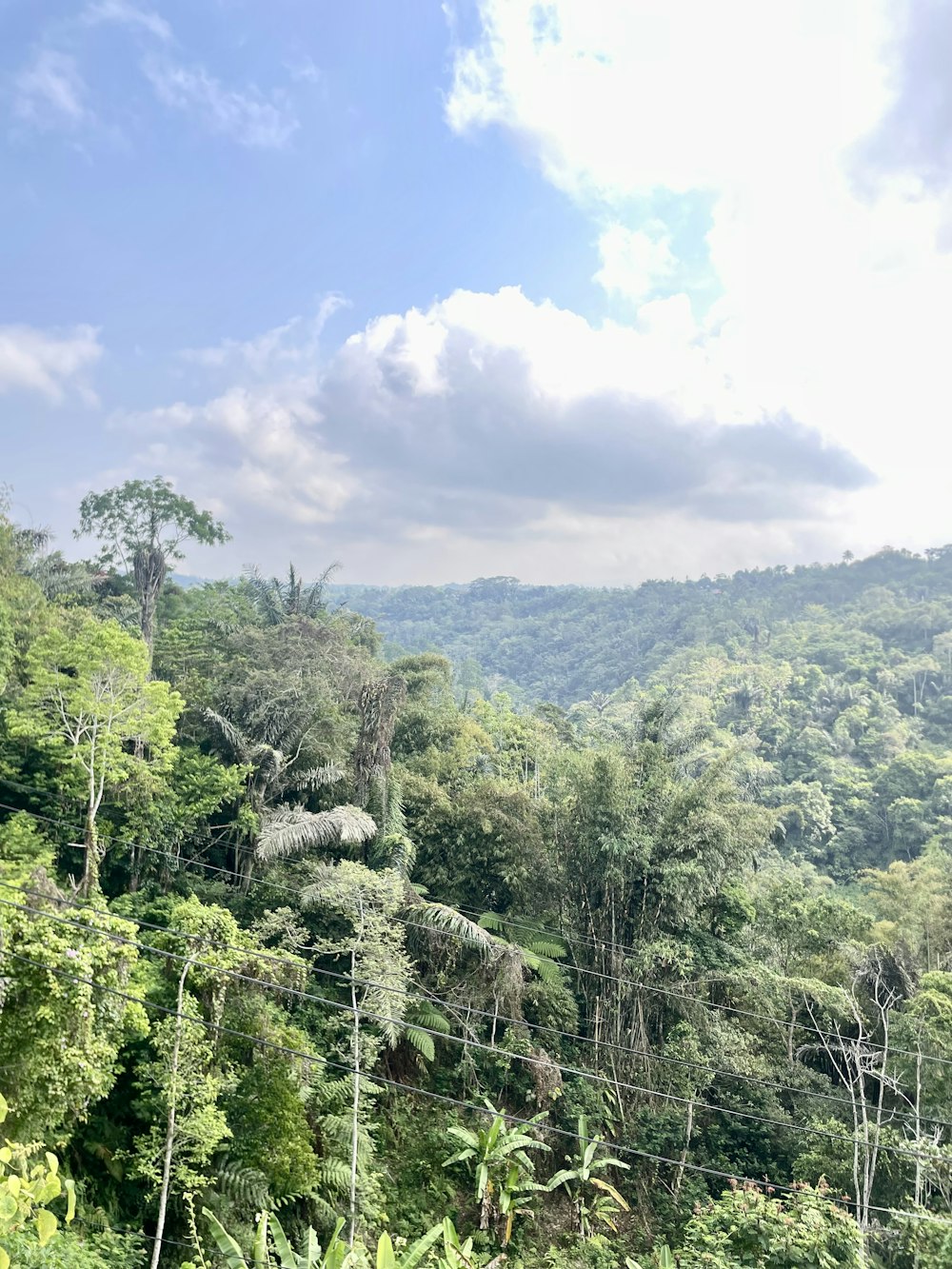 a lush green forest filled with lots of trees