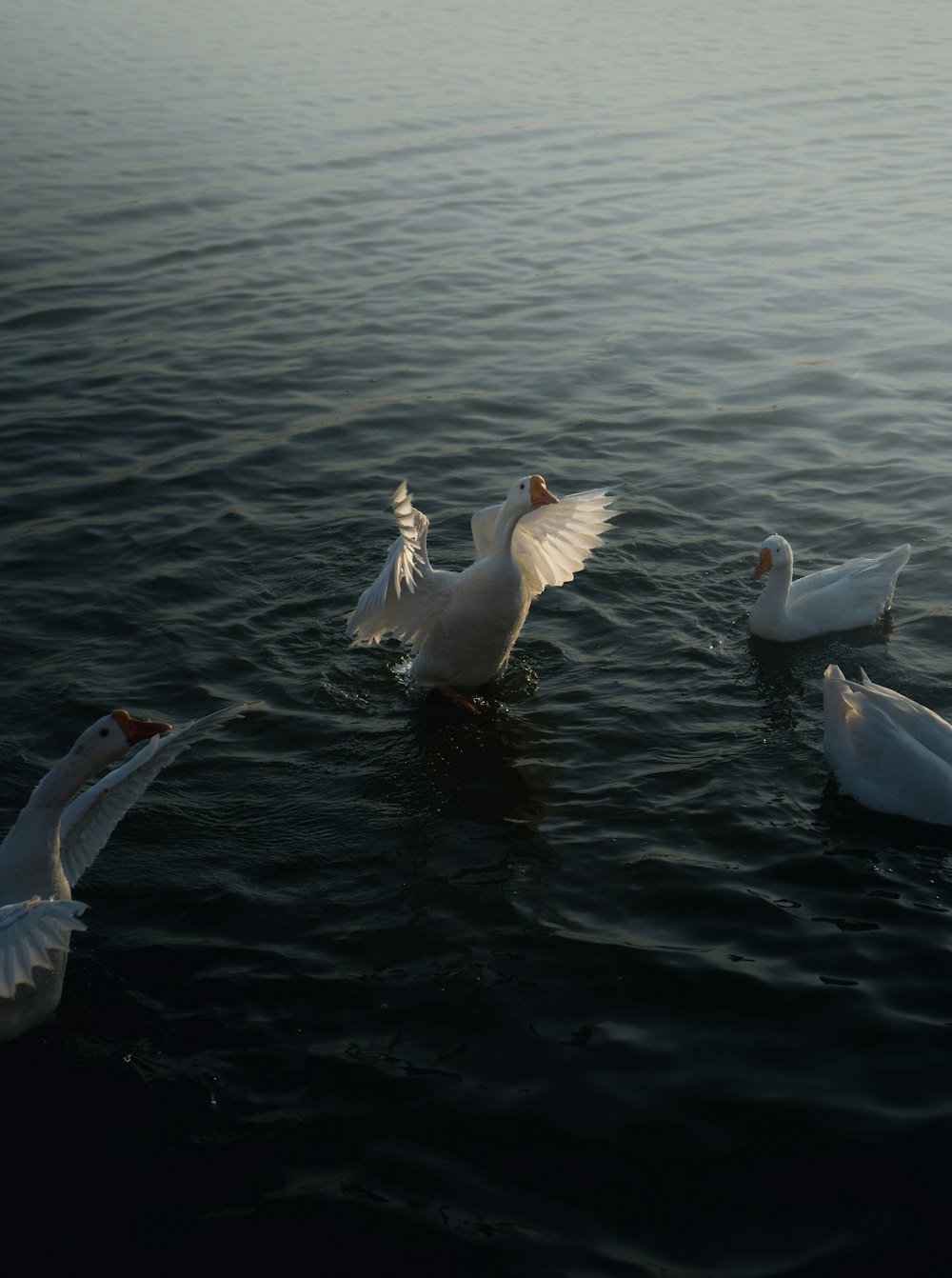 a group of white ducks floating on top of a body of water