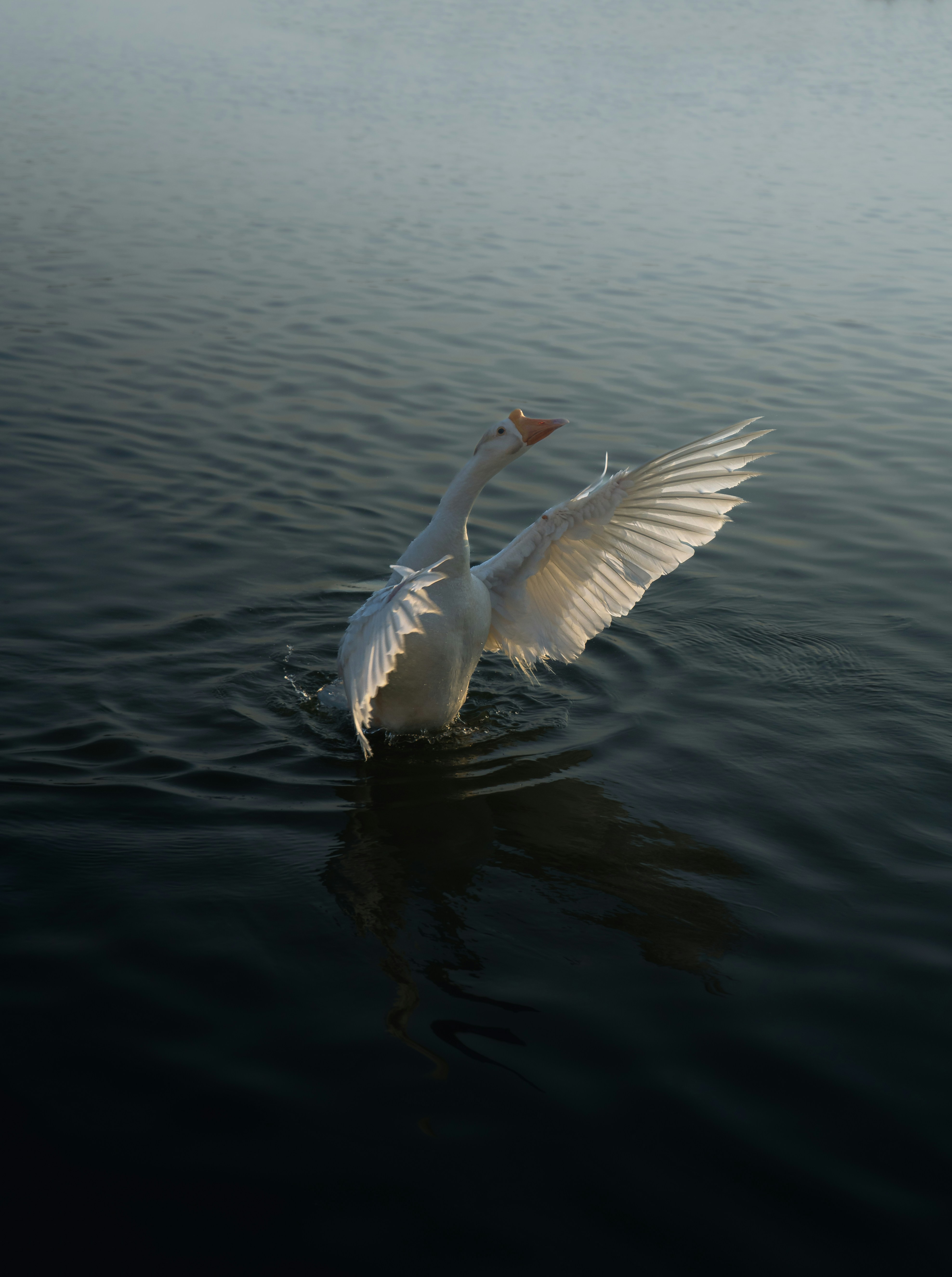 Photo by jayeshjoshi12