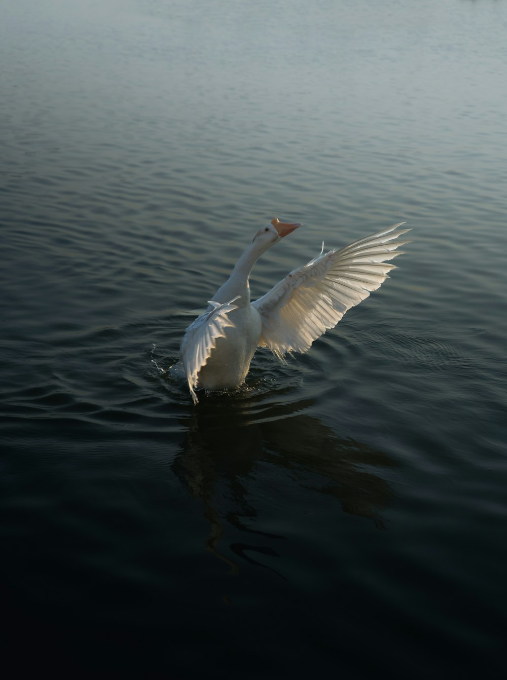 a large white bird floating on top of a body of water