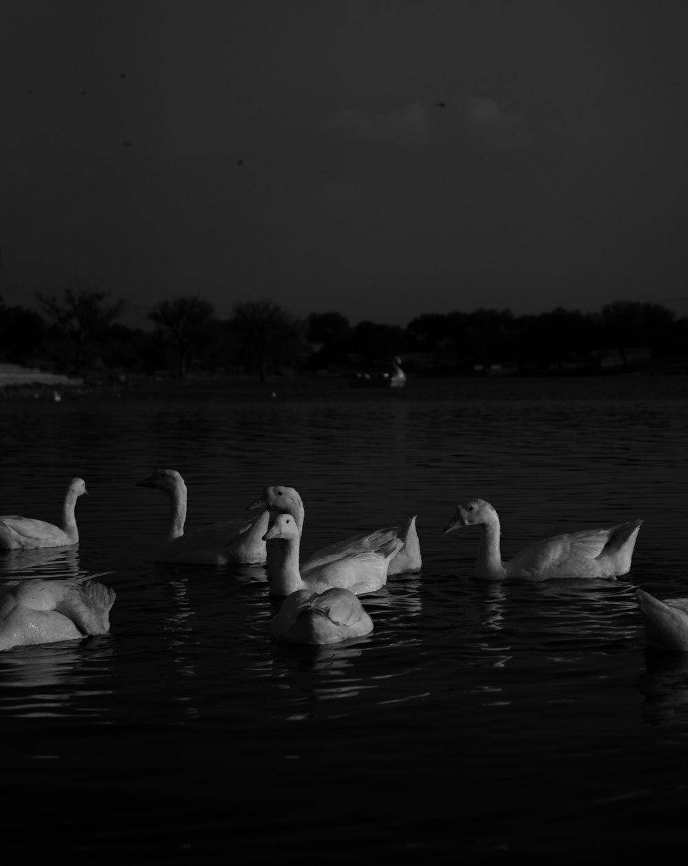 a flock of ducks floating on top of a lake