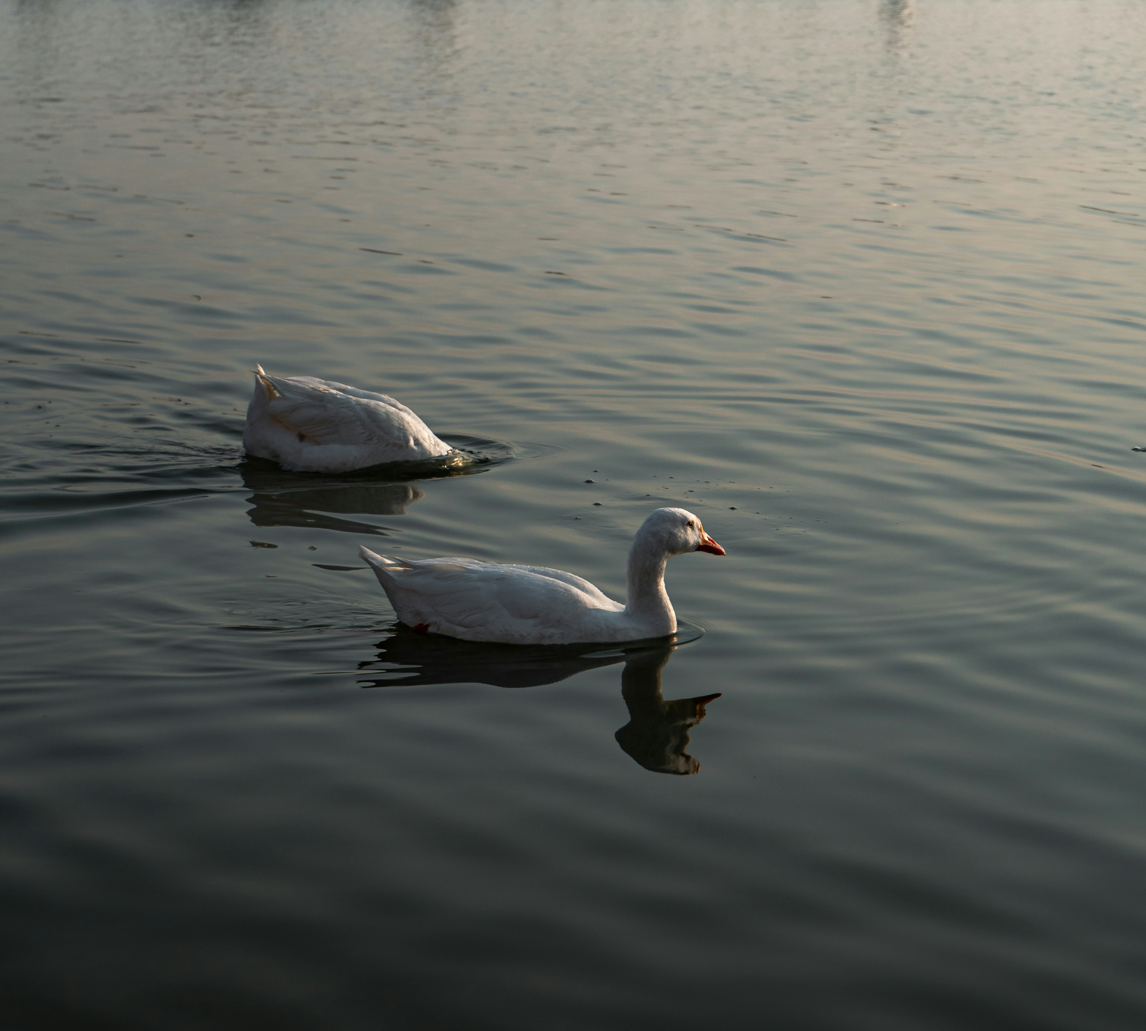 Photo by jayeshjoshi12