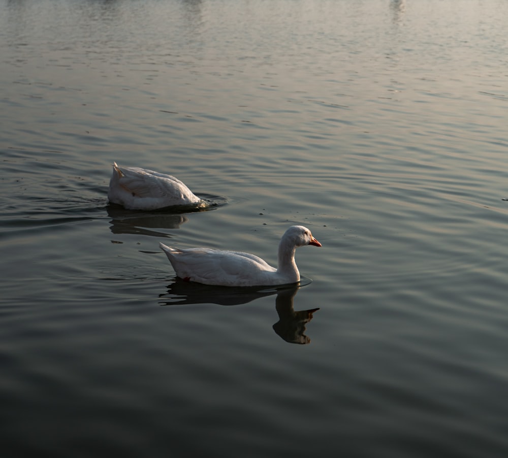 a couple of white ducks floating on top of a lake