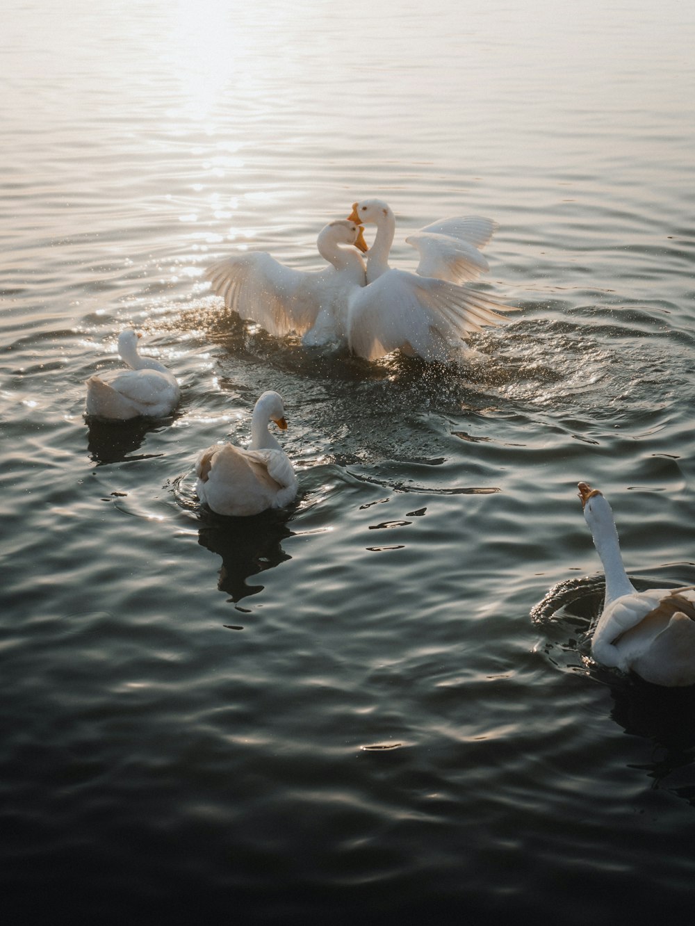 a flock of ducks floating on top of a lake