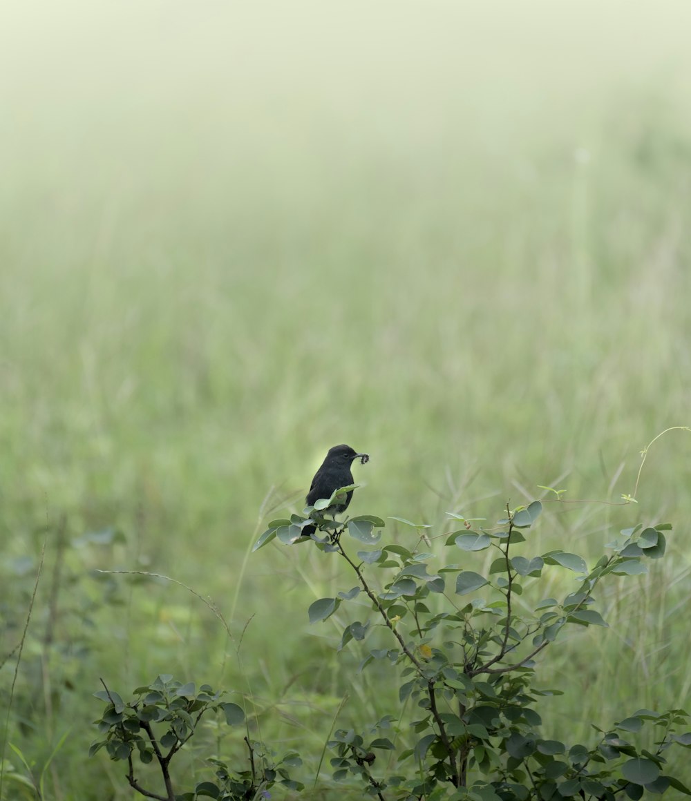 a small black bird sitting on top of a leafy tree