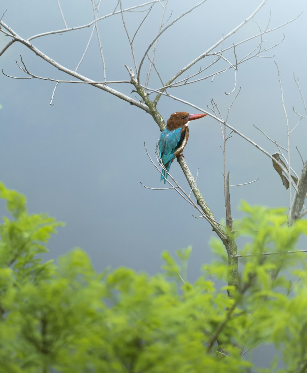 a bird sitting on top of a tree branch