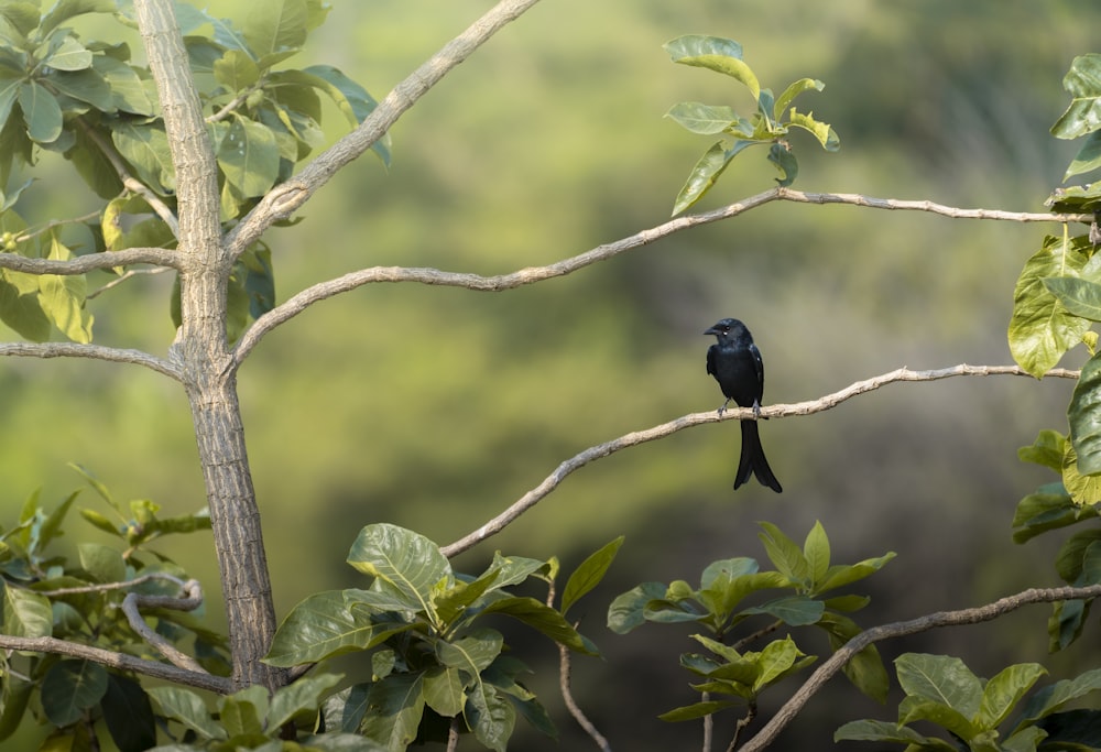 a small black bird sitting on a tree branch