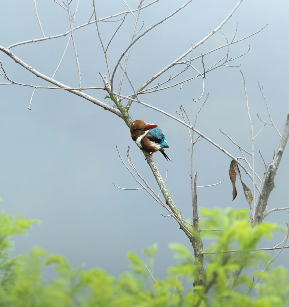 a couple of birds sitting on top of a tree branch