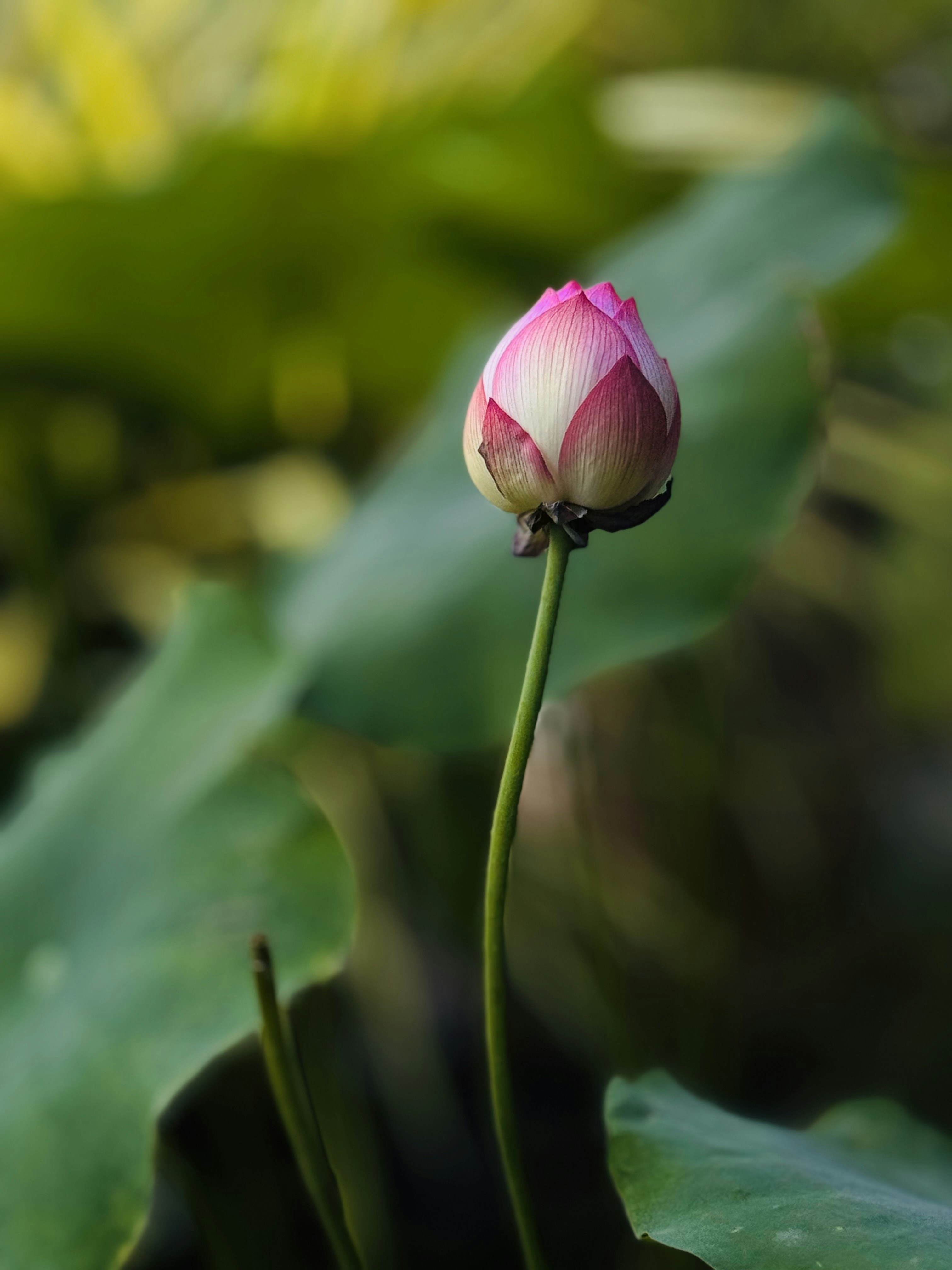 Photo by sudarshan1999