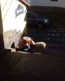 A street scene with a person sitting on cobblestone steps, wearing a colorful, patterned traditional garment and hat. A fluffy white llama or sheep is standing next to the person. The scene is partially illuminated by sunlight, casting shadows over the steps. A sign on the adjacent wall reads 'Calle Qanchipata' and a parked car is visible on the cobblestone street alongside a stone wall.