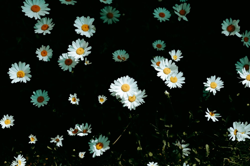 a bunch of white daisies in the dark
