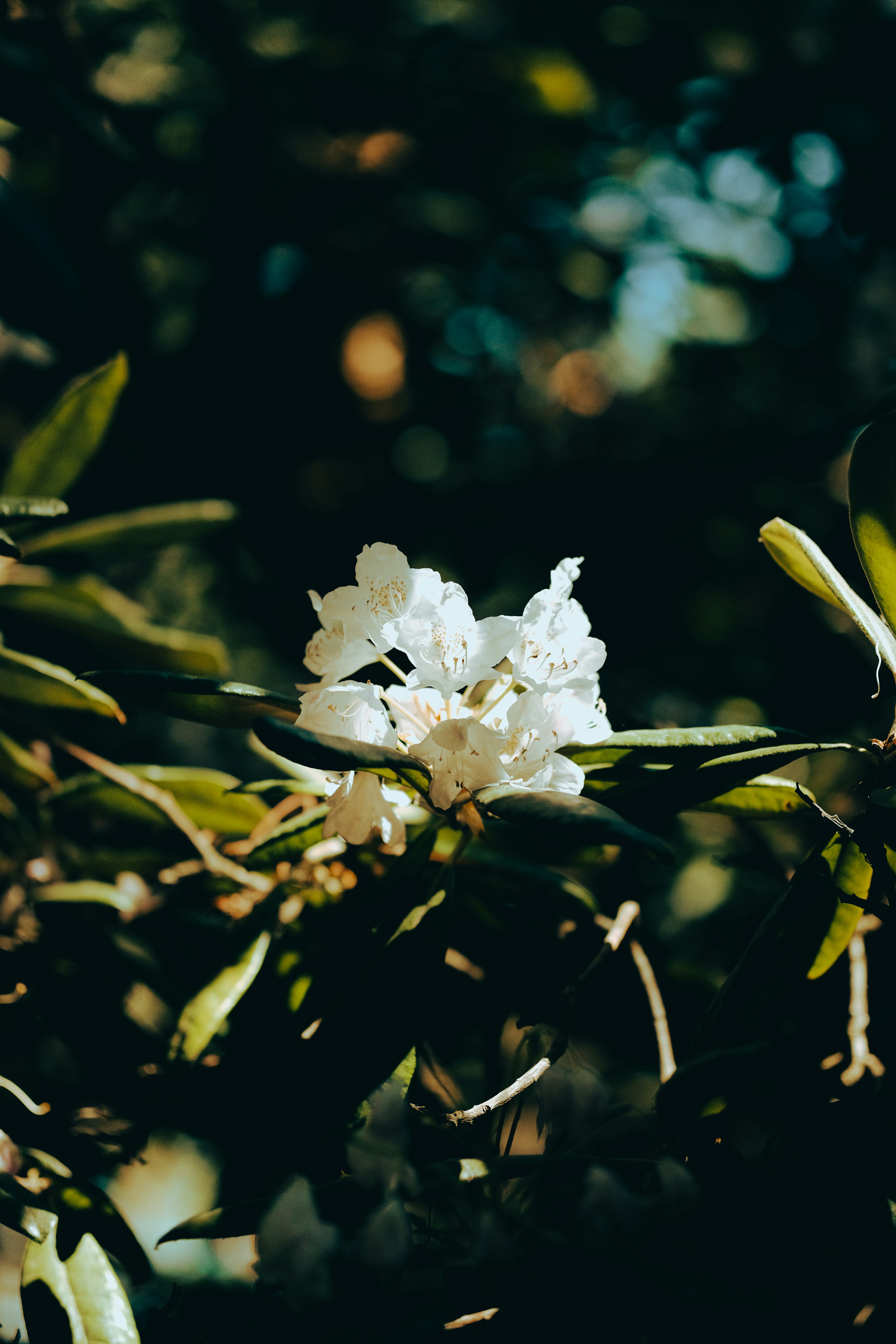 Photo by feodorchistyakov