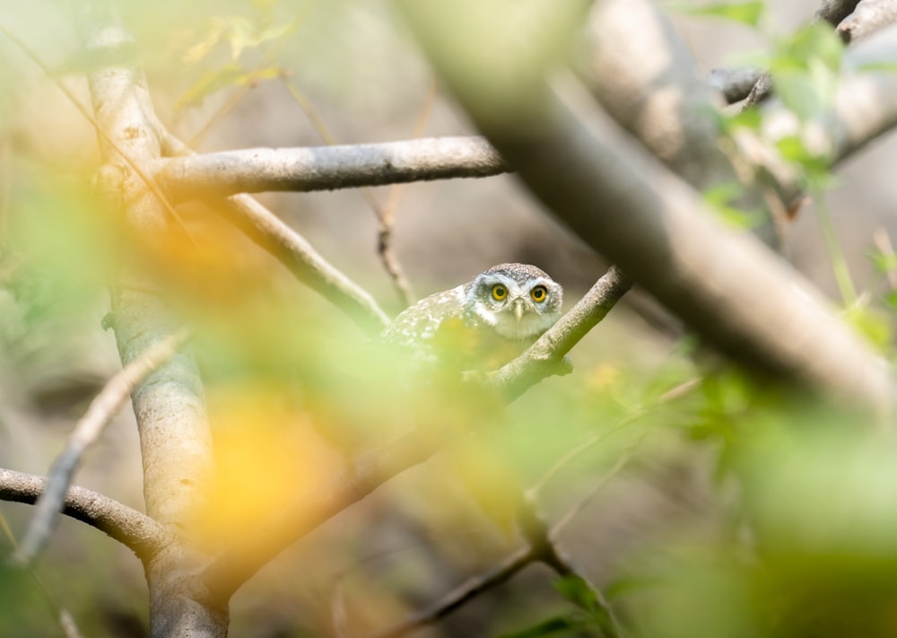 a small owl sitting on top of a tree branch