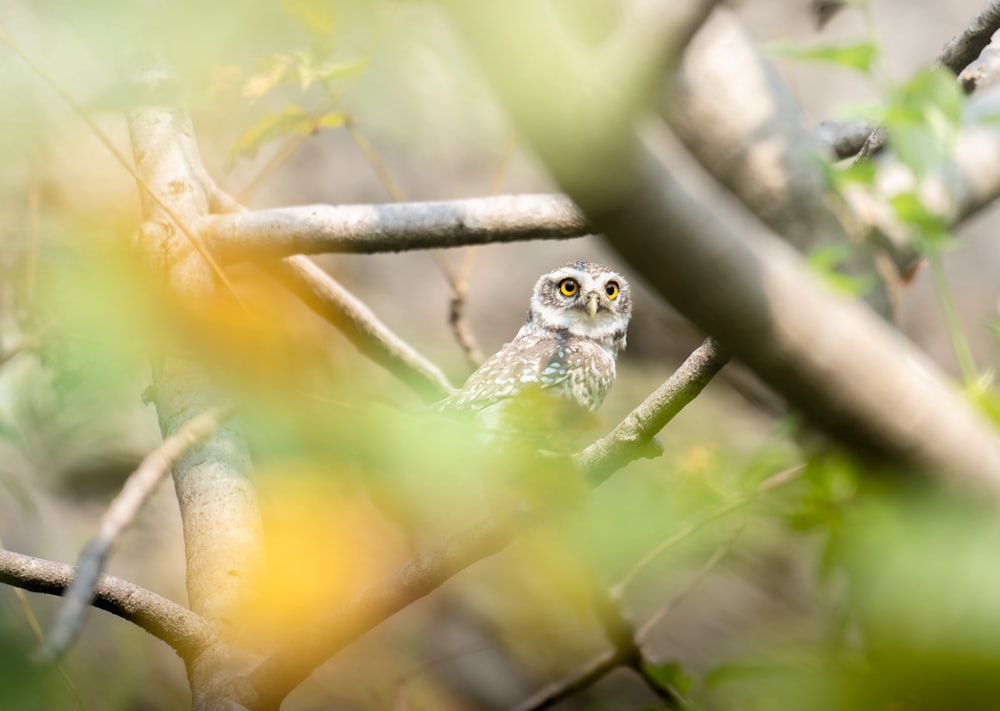 a small owl sitting on top of a tree branch