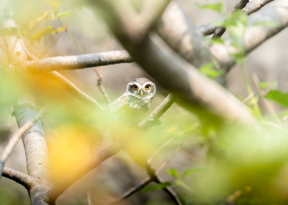 a small owl sitting on top of a tree branch