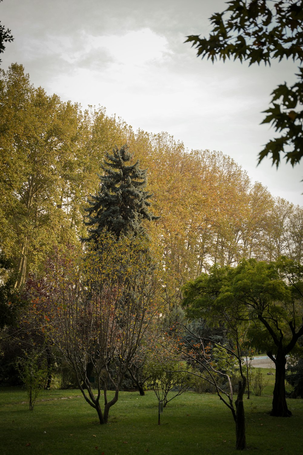 a group of trees that are in the grass