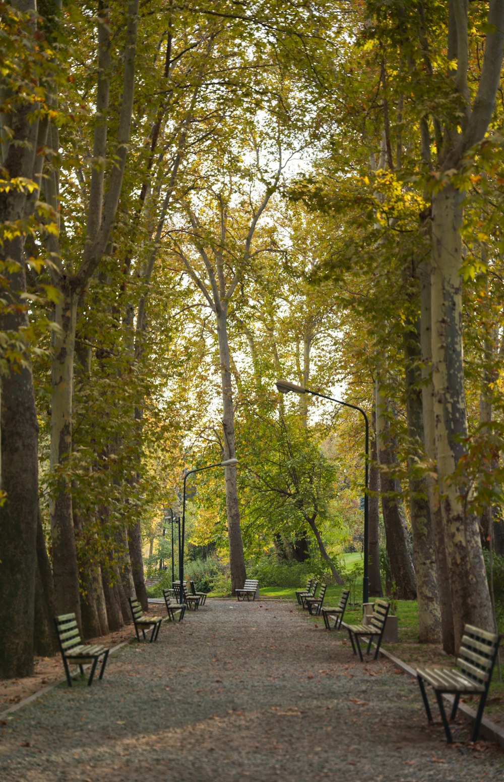 a pathway in a park lined with trees and benches