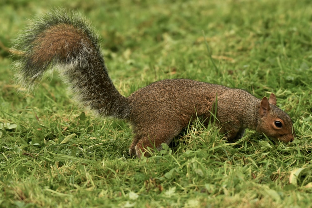 Ein kleines Eichhörnchen steht im Gras