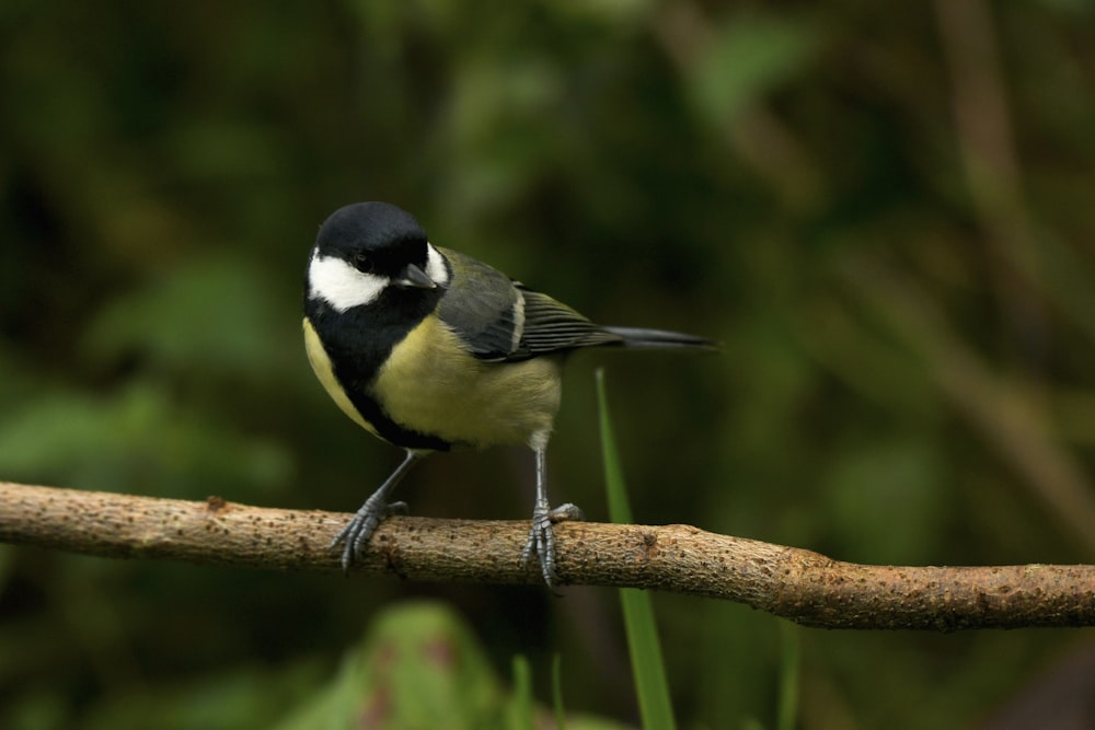 ein kleiner schwarz-weißer Vogel, der auf einem Ast sitzt