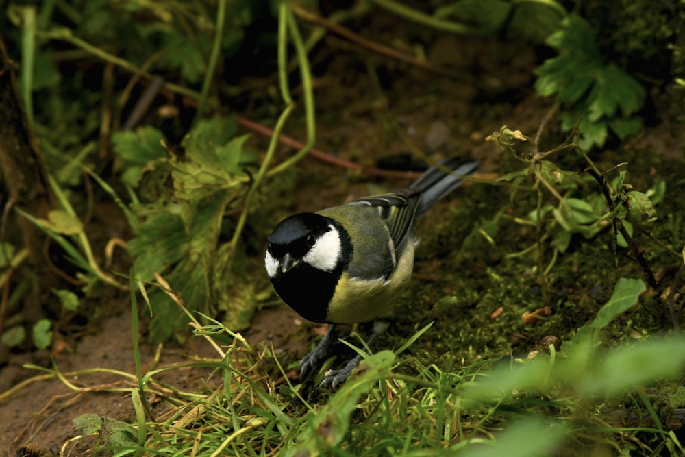 a black and white bird is standing in the grass