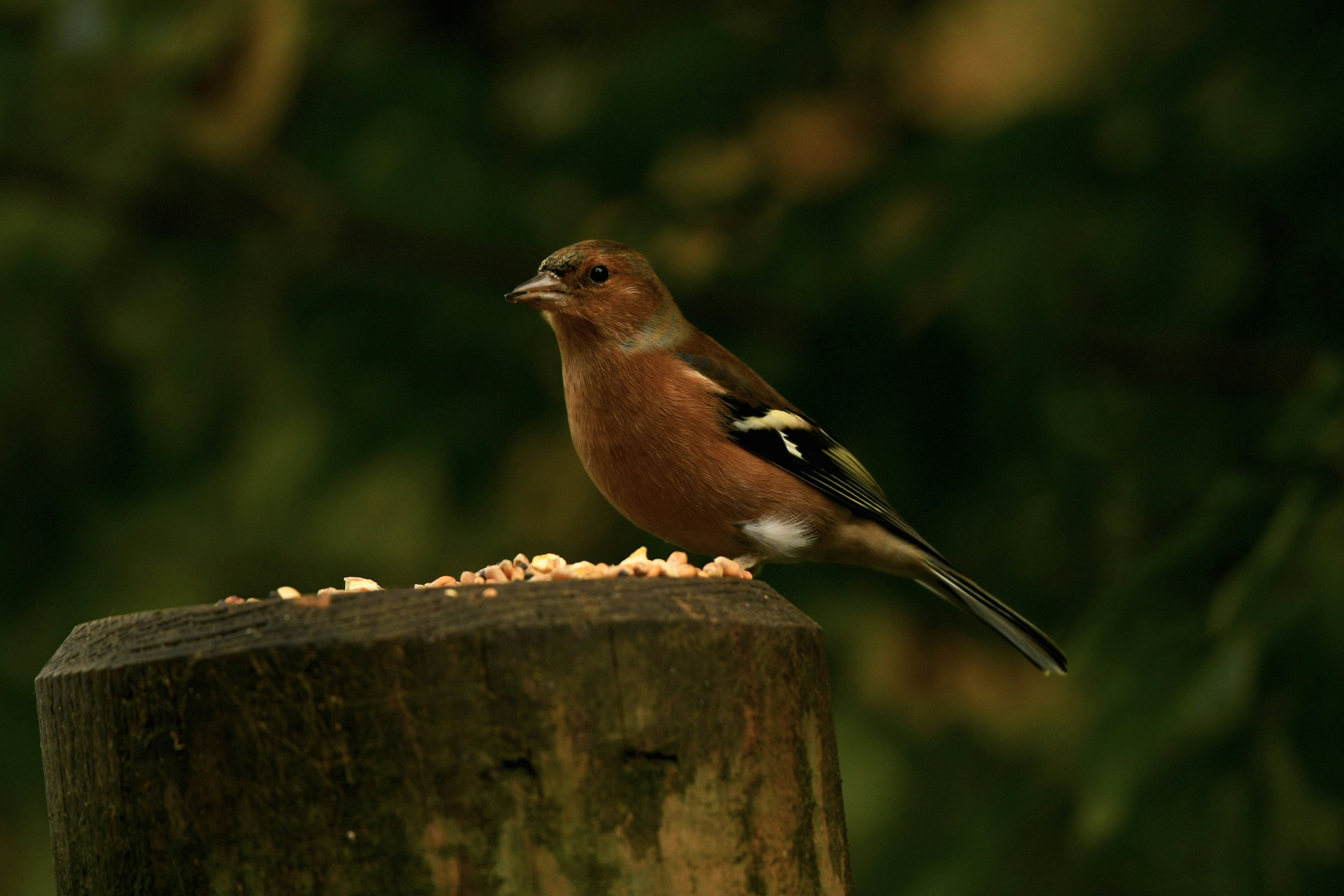 Photo by wrishi2004m