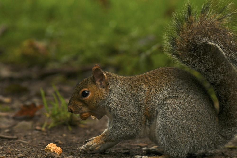 ein Eichhörnchen, das ein Stück Futter auf dem Boden frisst