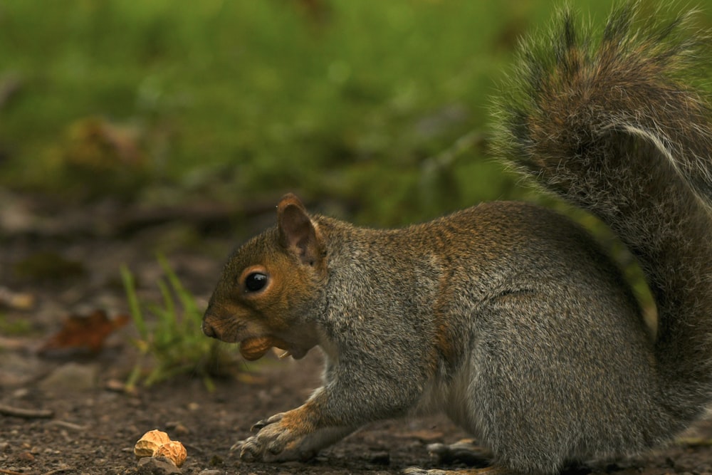 a squirrel eating a piece of food on the ground