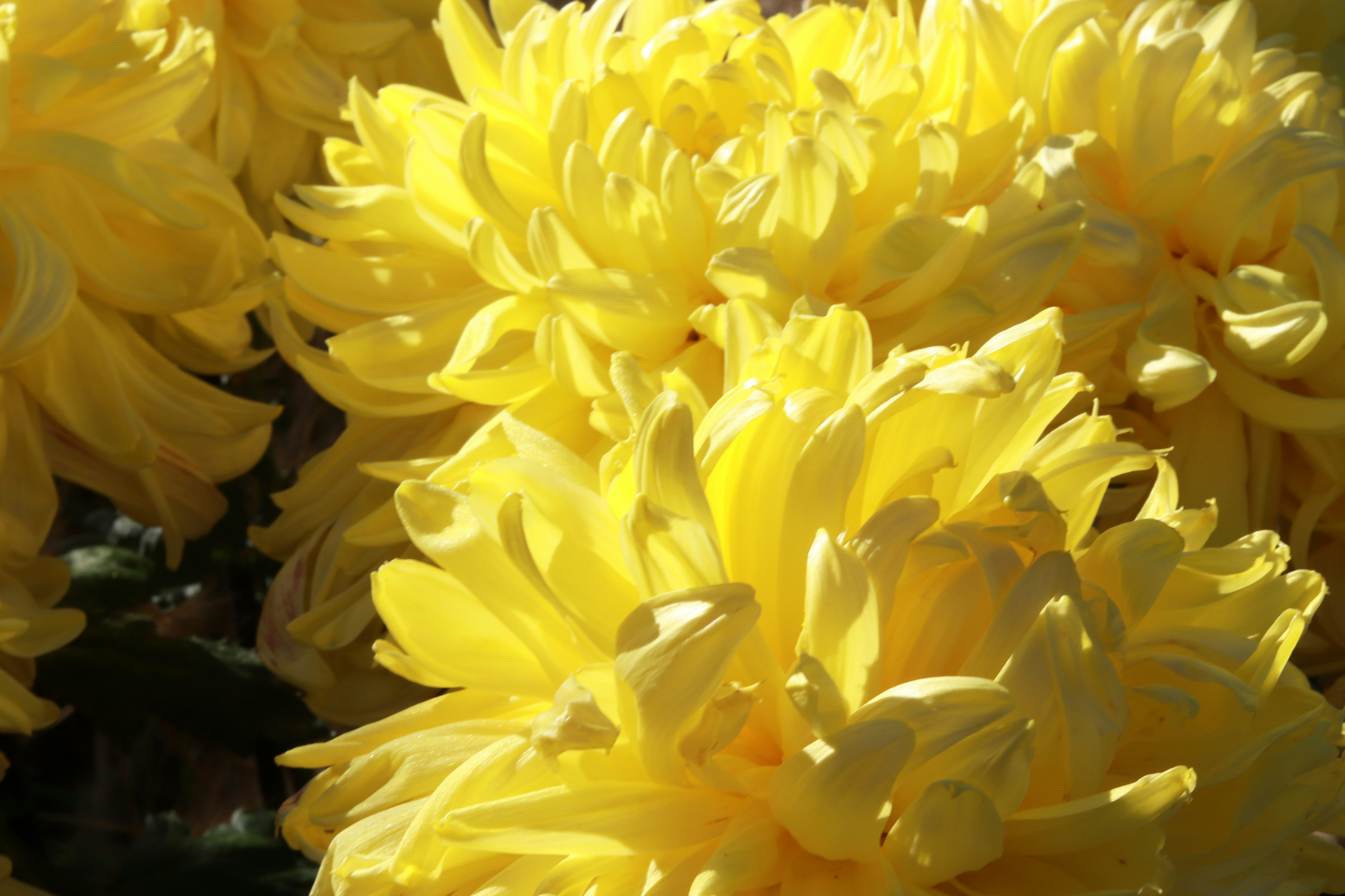 Photo by love4ladybug_pic