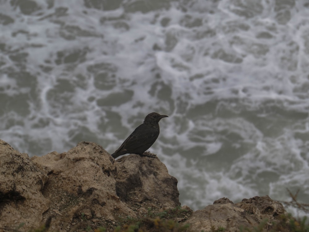 a bird sitting on top of a rock near the ocean