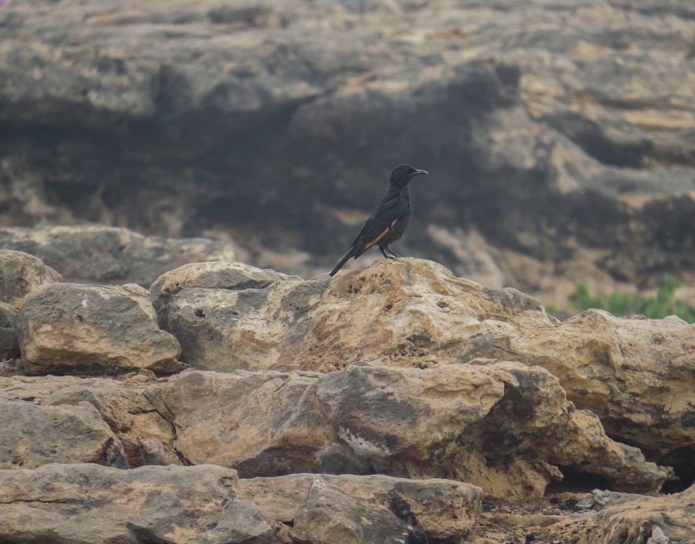 a black bird is sitting on a rock