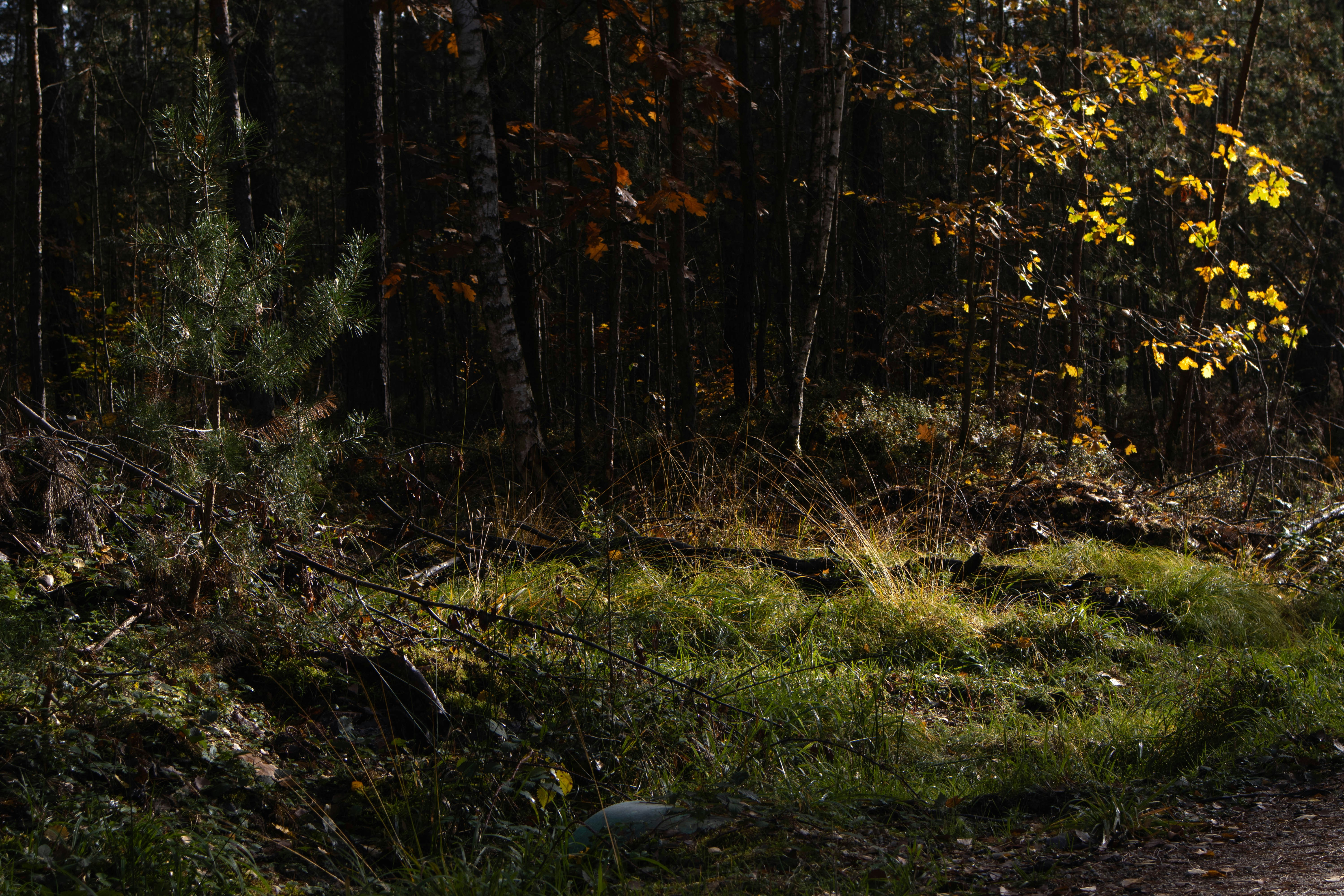 Photo by marko_lengyel