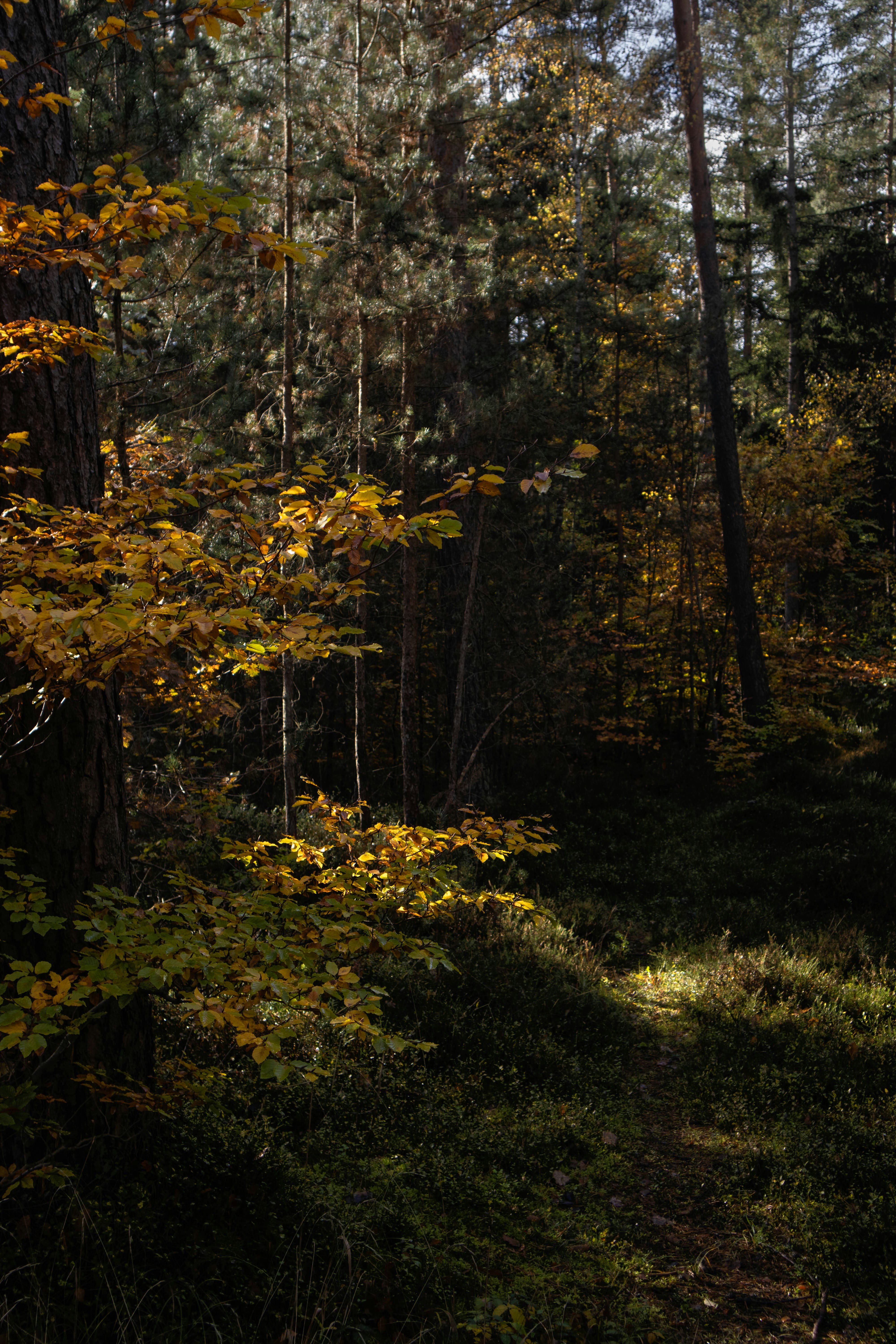 Photo by marko_lengyel