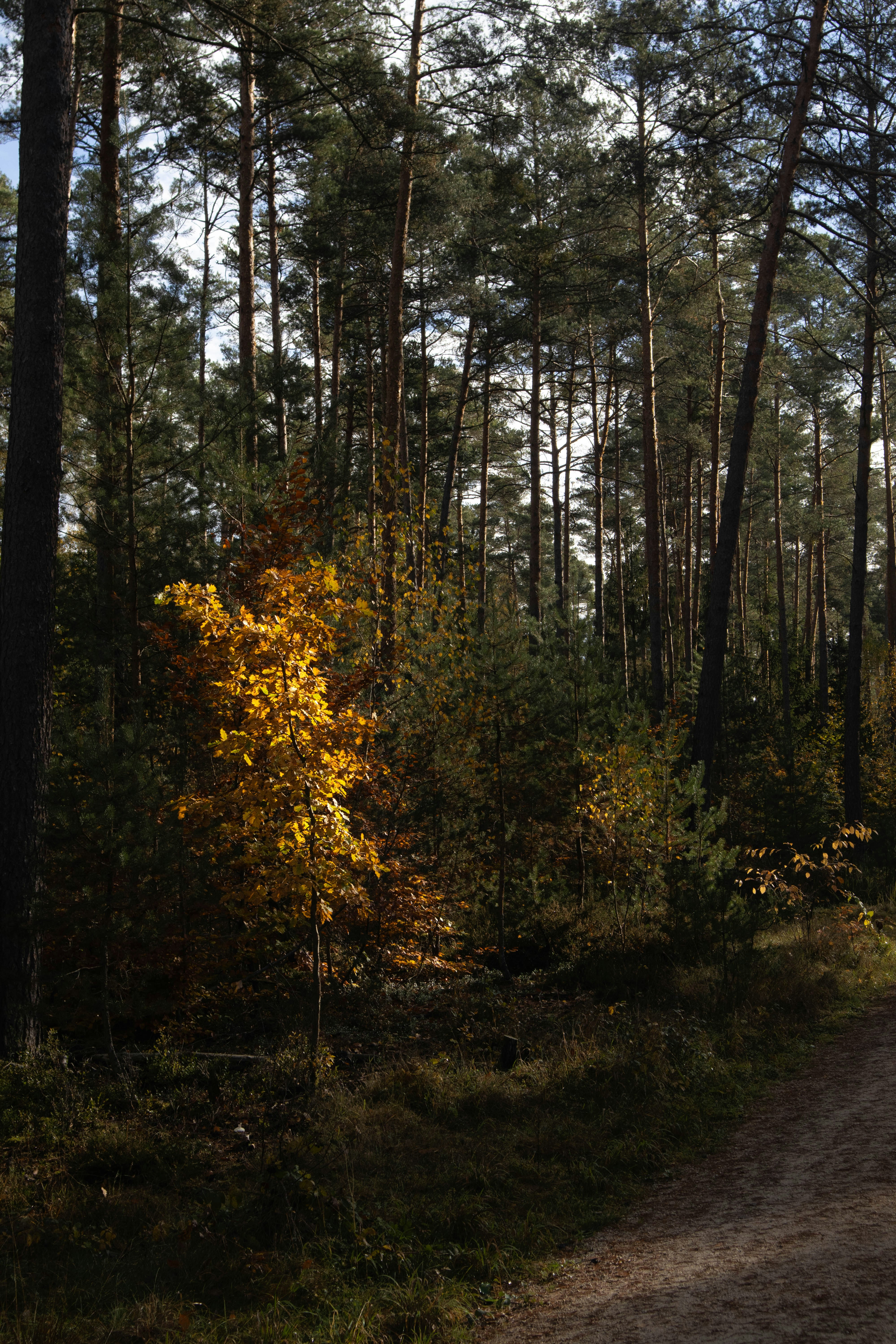 Photo by marko_lengyel