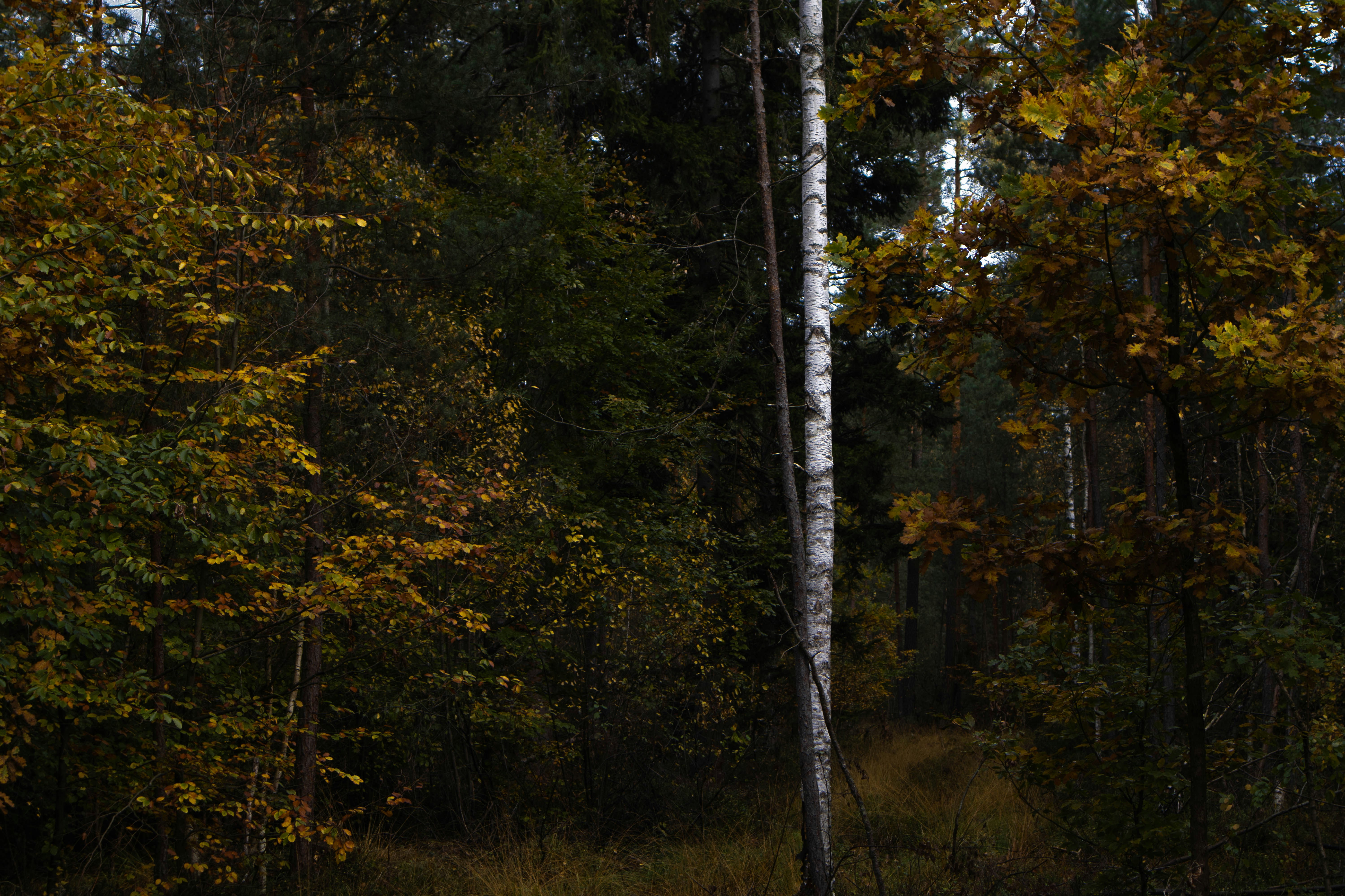 Photo by marko_lengyel