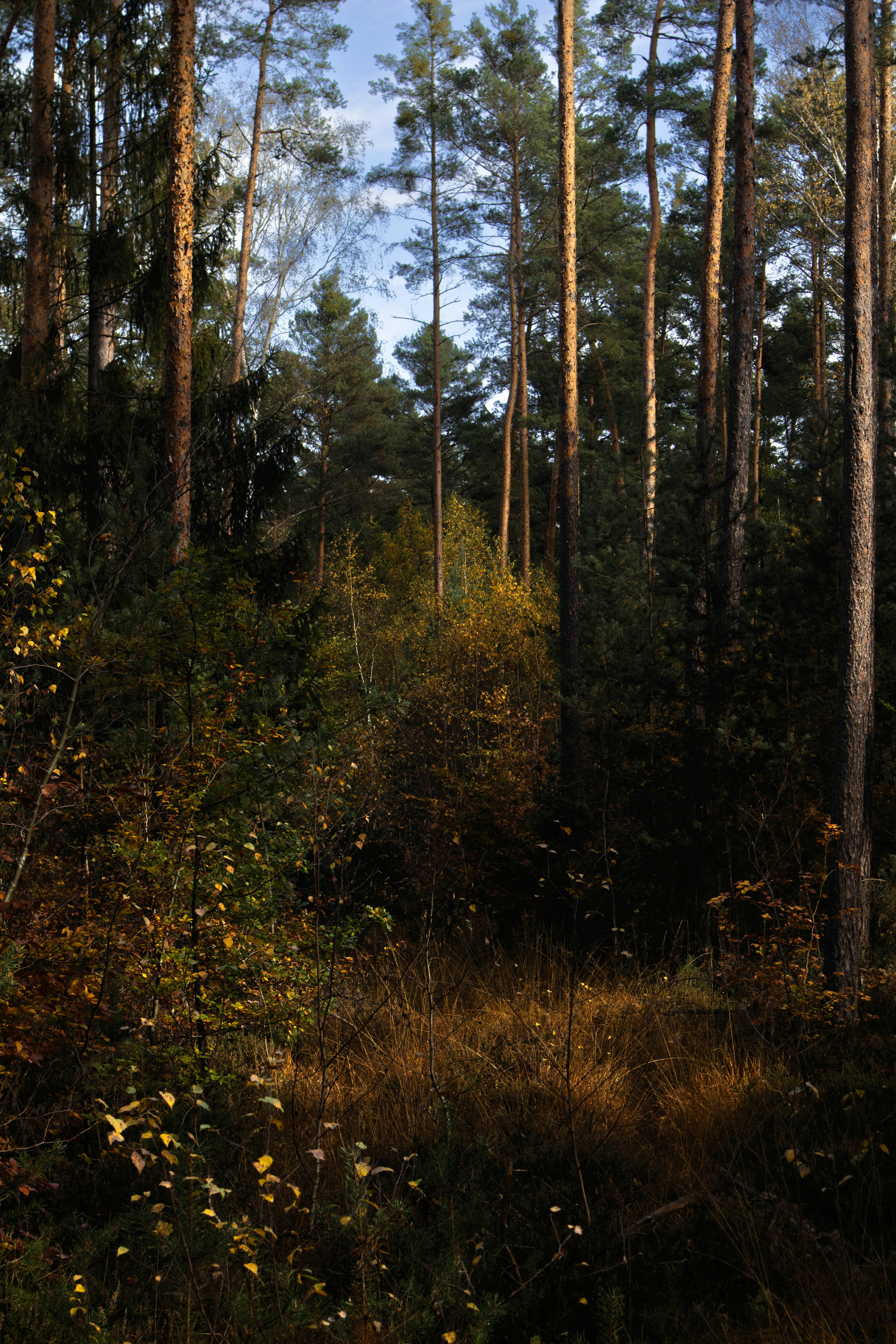 Photo by marko_lengyel