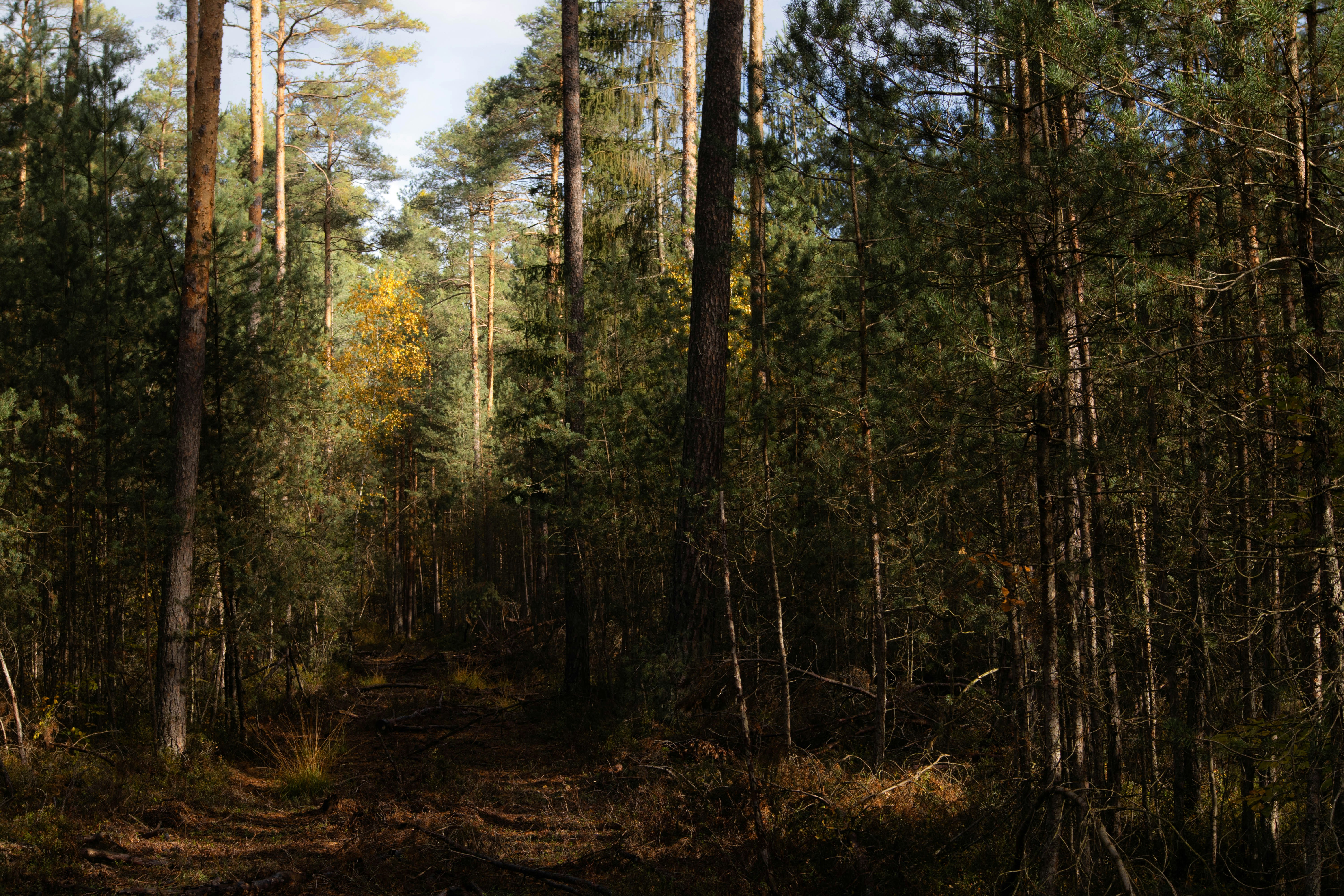 Photo by marko_lengyel